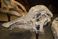 Hypacrosaurus stebingeri holotype.jpg
