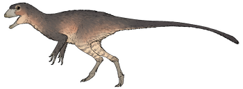 Ptychotherates bucculentus.png