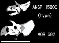 Avaceratops Laelaps nipponensis.JPG