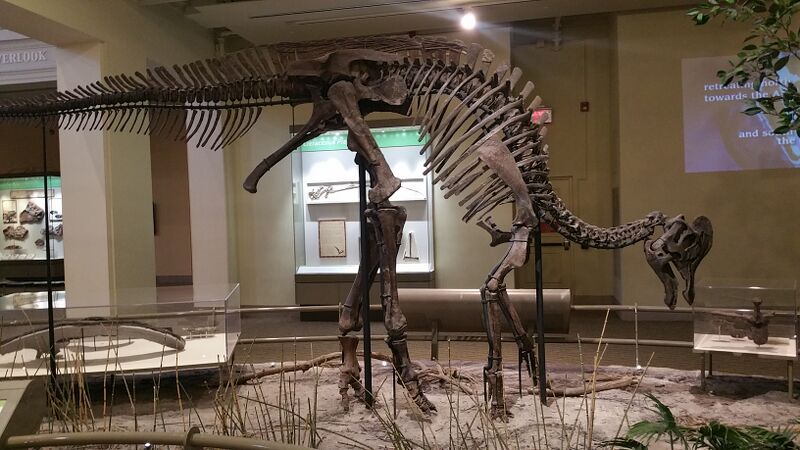 Plik:Carnegie Corythosaurus.jpg