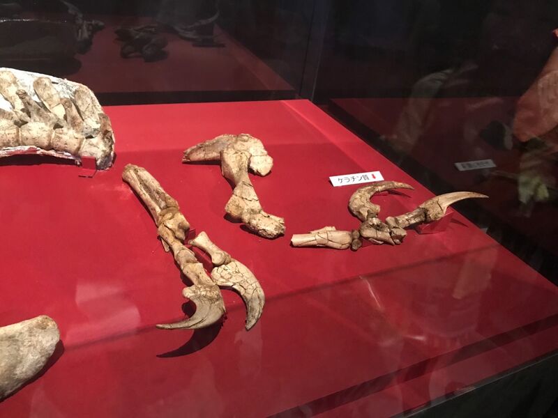 Plik:Duonychus tsogtbaatari in 2019 02.jpg