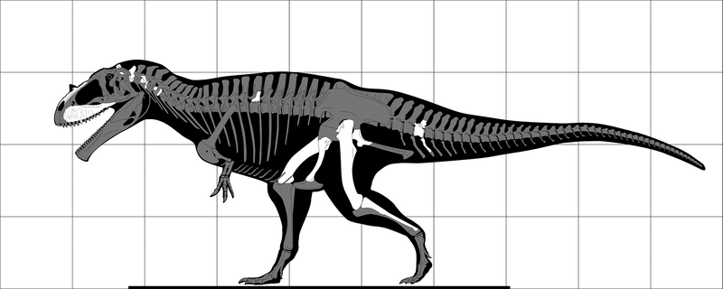 Plik:Tameryraptor (skeletal reconstruction).png