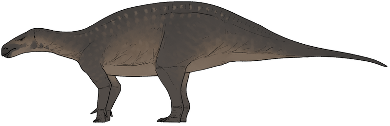 Plik:Cariocecus bocagei.png