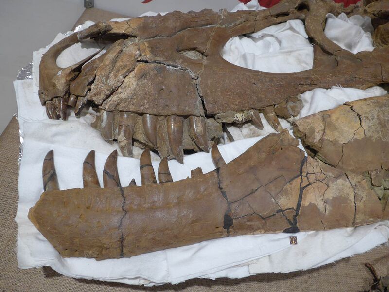 Plik:Daspletosaur.jpg