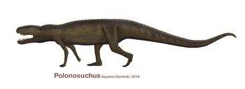 Polonosuchus 2018 .jpg