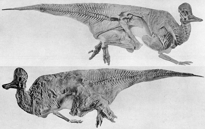 Plik:Corythosaurus.jpg