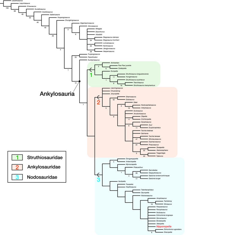 Ankylosauria Oyabu et al 2026-1.png