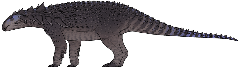 Plik:Nipponopelta yezoensis.png
