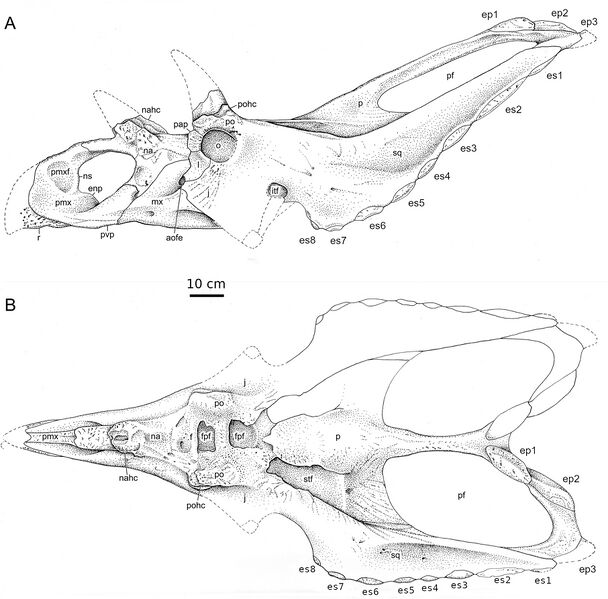 Plik:Cryptarcus skull.jpg