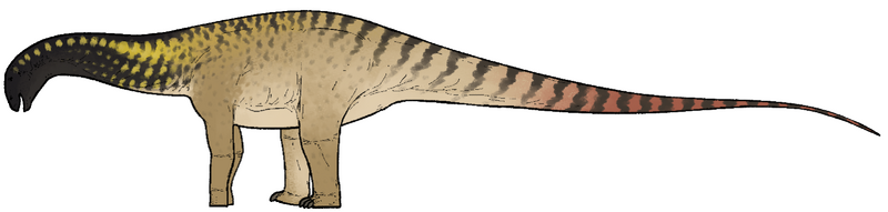 Plik:Astigmasaura genuflexa.png