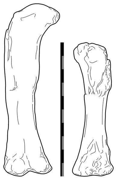 Plik:Aegyptosaurus.png