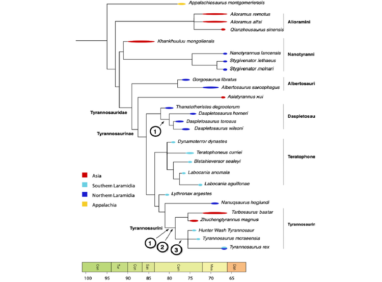 Tyrannosauroidea Longrich 2026.png