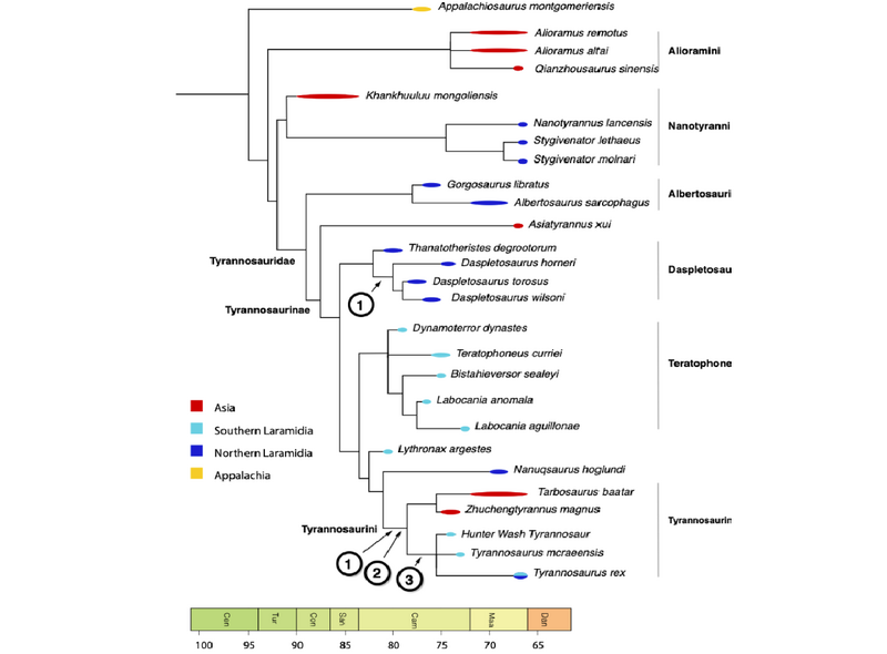 Plik:Tyrannosauroidea Longrich 2026.png