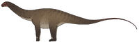 Campananeyen fragilissimus.png