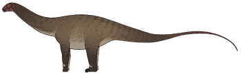 Campananeyen fragilissimus.png