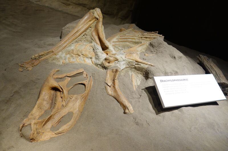 Plik:Brachylophosaurus Royal Tyrrell.jpg