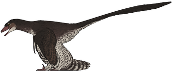Norellraptor barsboldi.png