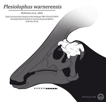 Plesiolophus skull reconstruction.jpg