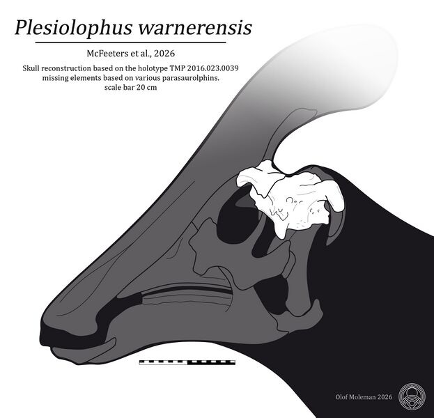Plik:Plesiolophus skull reconstruction.jpg