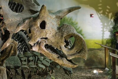 Medusaceratops.jpg