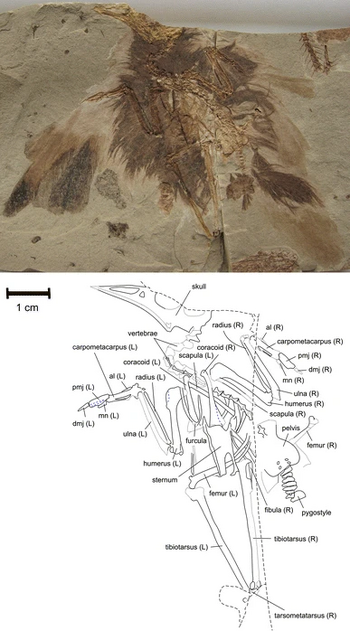 Jamna holotype.png