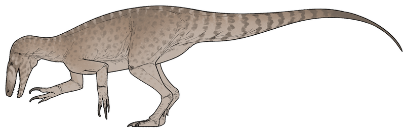 Plik:Rinconraptor pipoae.png