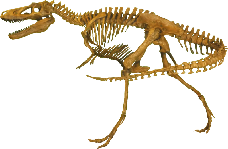 Plik:Nanotyrannus Clean.png