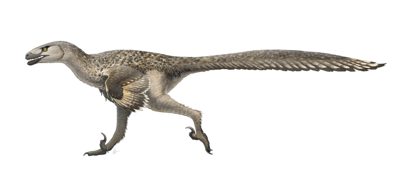 Plik:Dromaeosaurus Wierum.png