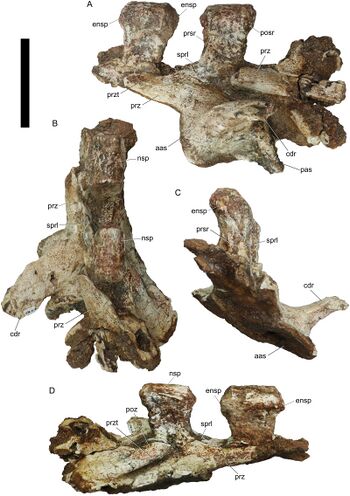 Triunfosaurus.jpeg