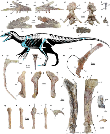Joaquinraptor skeletal.webp