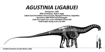 Agustinia skeletal by Gunnar Bivens.png