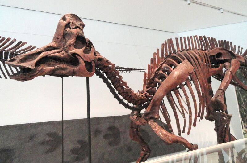 Plik:Corythosaurus casuarius, Dinosaur Provincial Park, Alberta, Canada, Late Cretaceous - Royal Ontario Museum - DSC00023.JPG