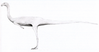 Huinculsaurus LM.png