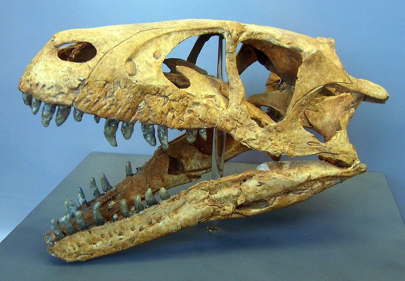 Plik:Dromaeosaurus skull.jpg