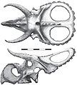 Nasutoceratops skull.jpg