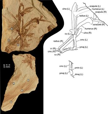 Winnicavis holotype.jpg