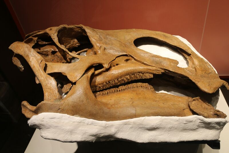 Plik:Brachylophosaurus skull by Nick Longrich.jpg