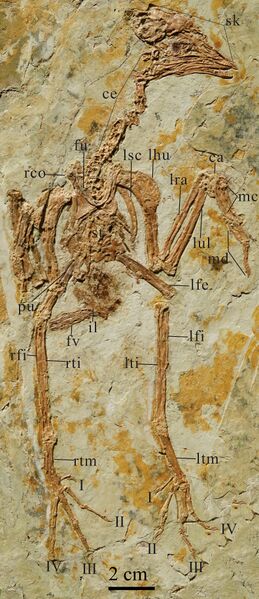 Plik:Shuilingornis angelai.jpg