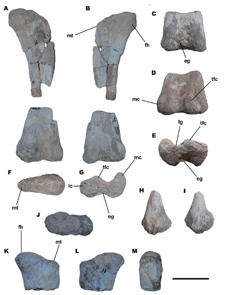 Plik:Chadititan calvoi (femora).png