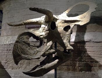 NasutoceratopsArizona.jpg