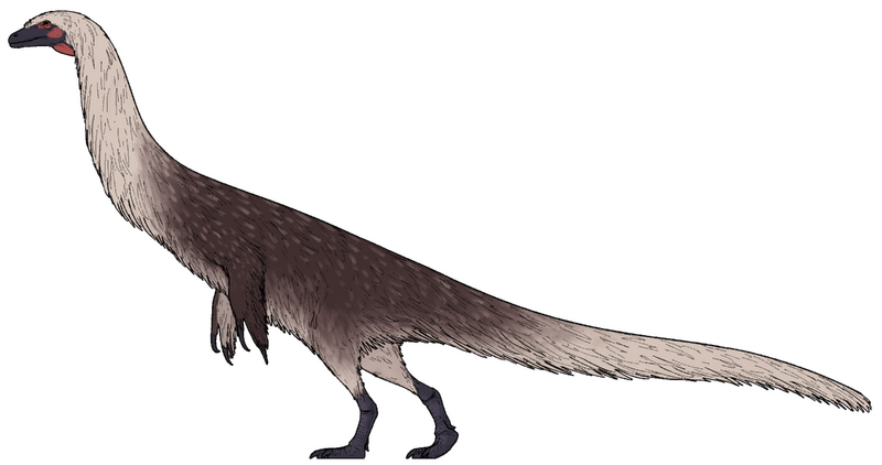 Plik:Falcarius suarezarum.png