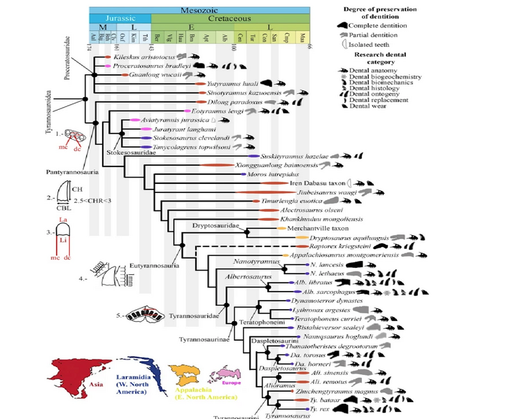 Tyrannosauroidea Hernandez et al 2026.png