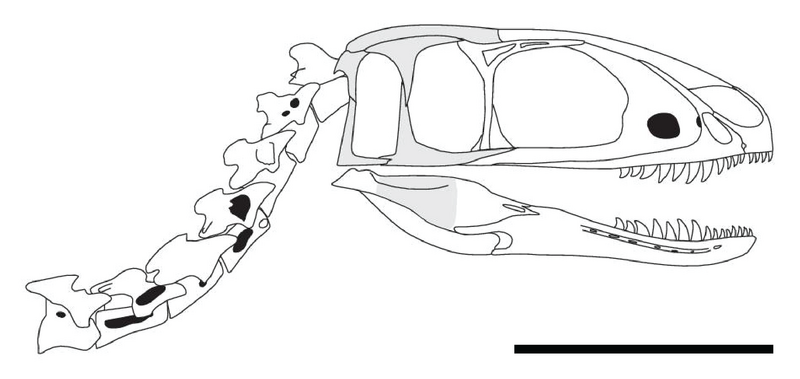 Plik:Huadanosaurus (skull and neck reconstruction).png