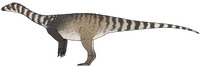 Musango matusadonaensis.png