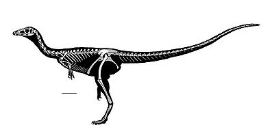 Panguraptor lufengensis.JPG