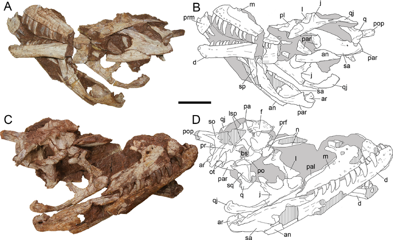 Plik:Yuanmouraptor (cranium, LFGT-ZLJ0115).png