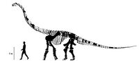 Muyelensaurus.jpg