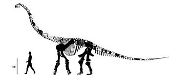 Muyelensaurus.jpg