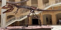 Giganotosaurus at Fernbank.jpg