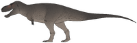 Life reconstruction of Tyrannosaurus rex specimen TMP 1981.006.0001 ( Black Beauty ).png